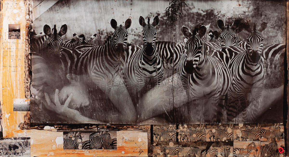 MAZ SLE POR 27811 3 Zebras 