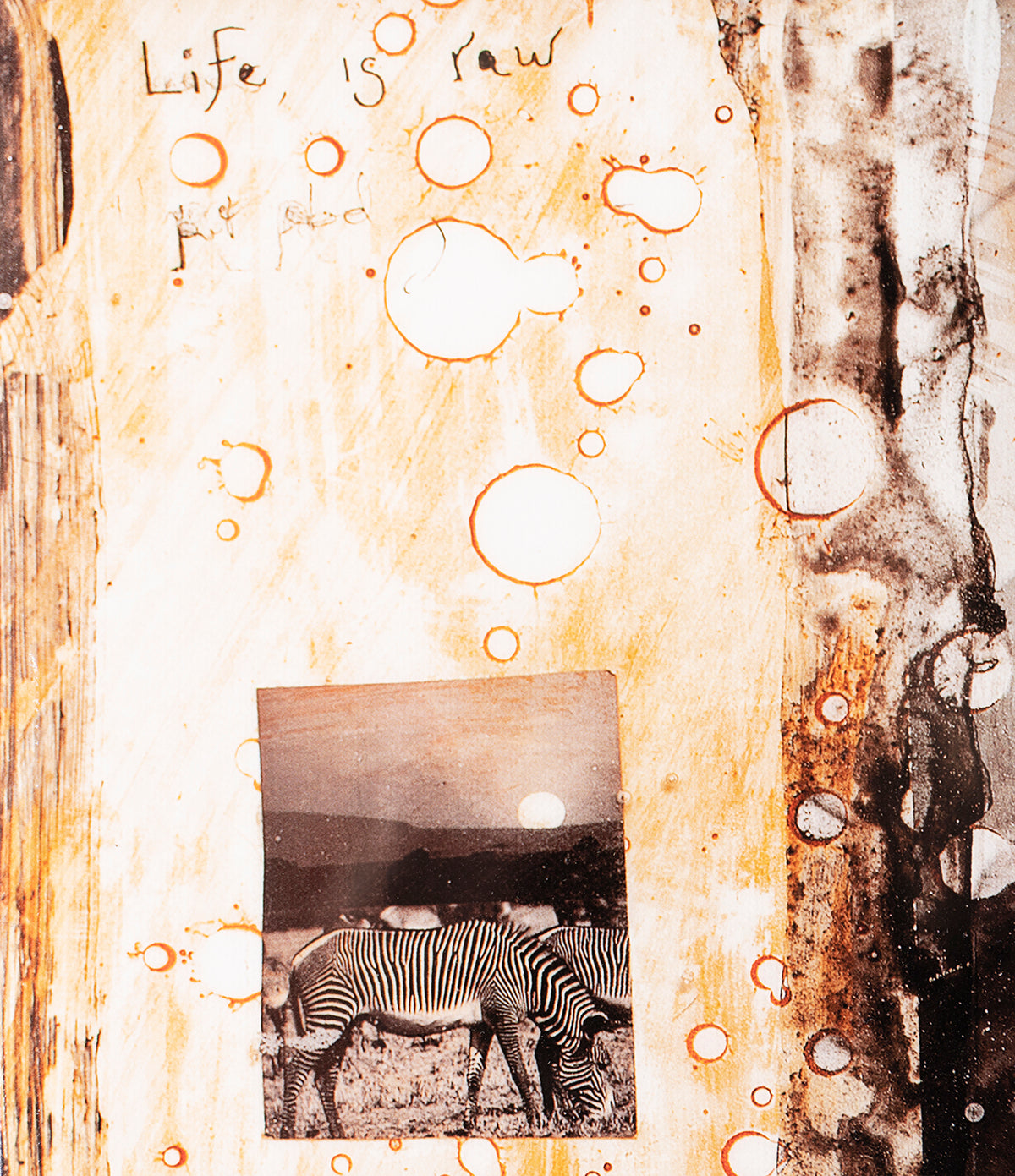 MAZ SLE POR 27811 5 Zebras 