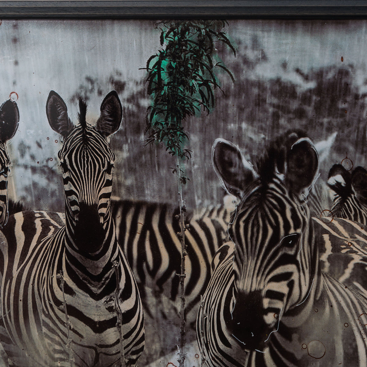 MAZ SLE UNI 31336 Zebras Unique 3 6 