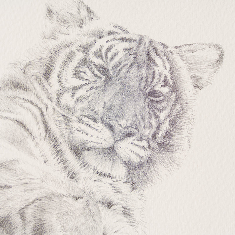 PHI SLE WWL 13359 Indian Amba   Peter 2 