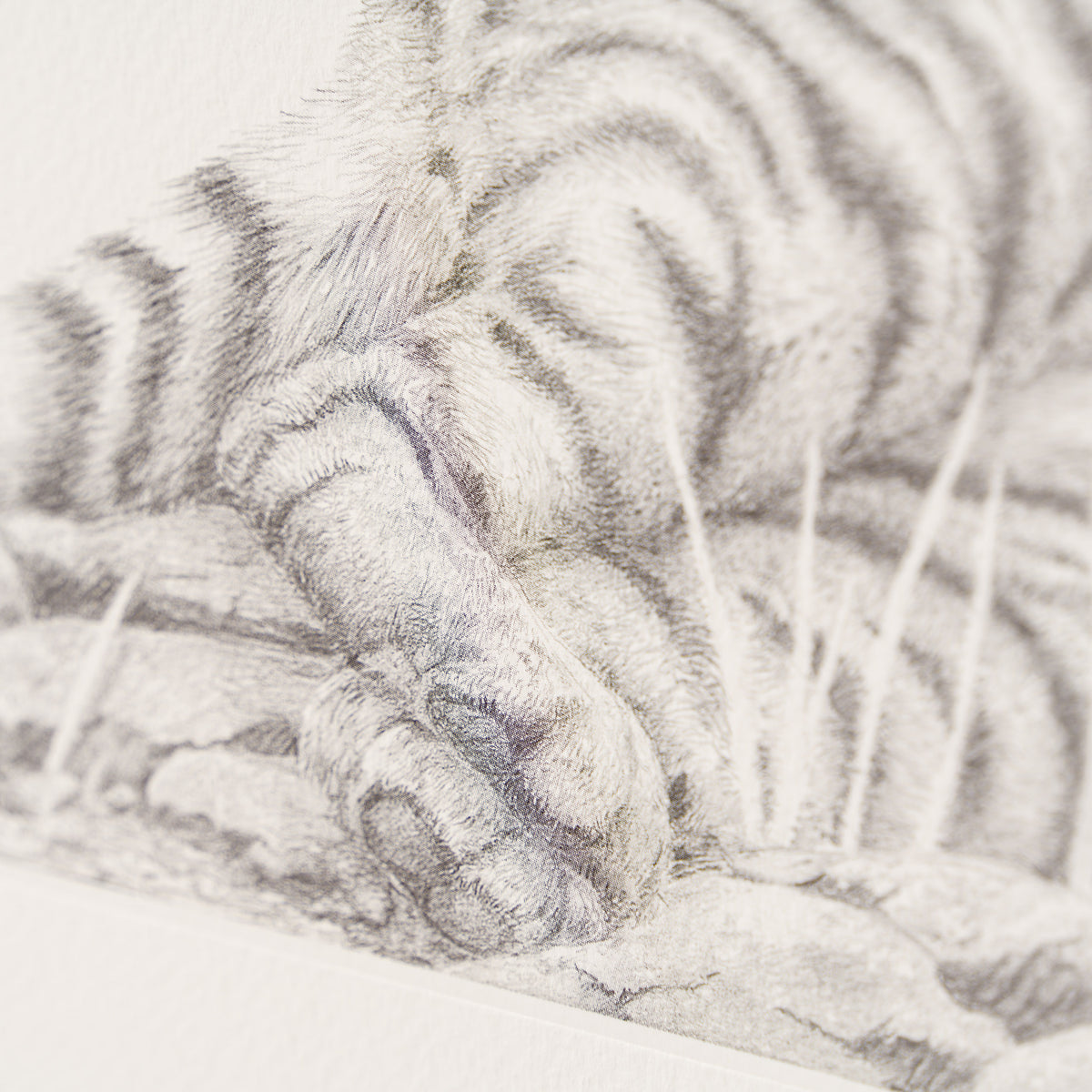 PHI SLE WWL 13359 Indian Amba   Peter 3 