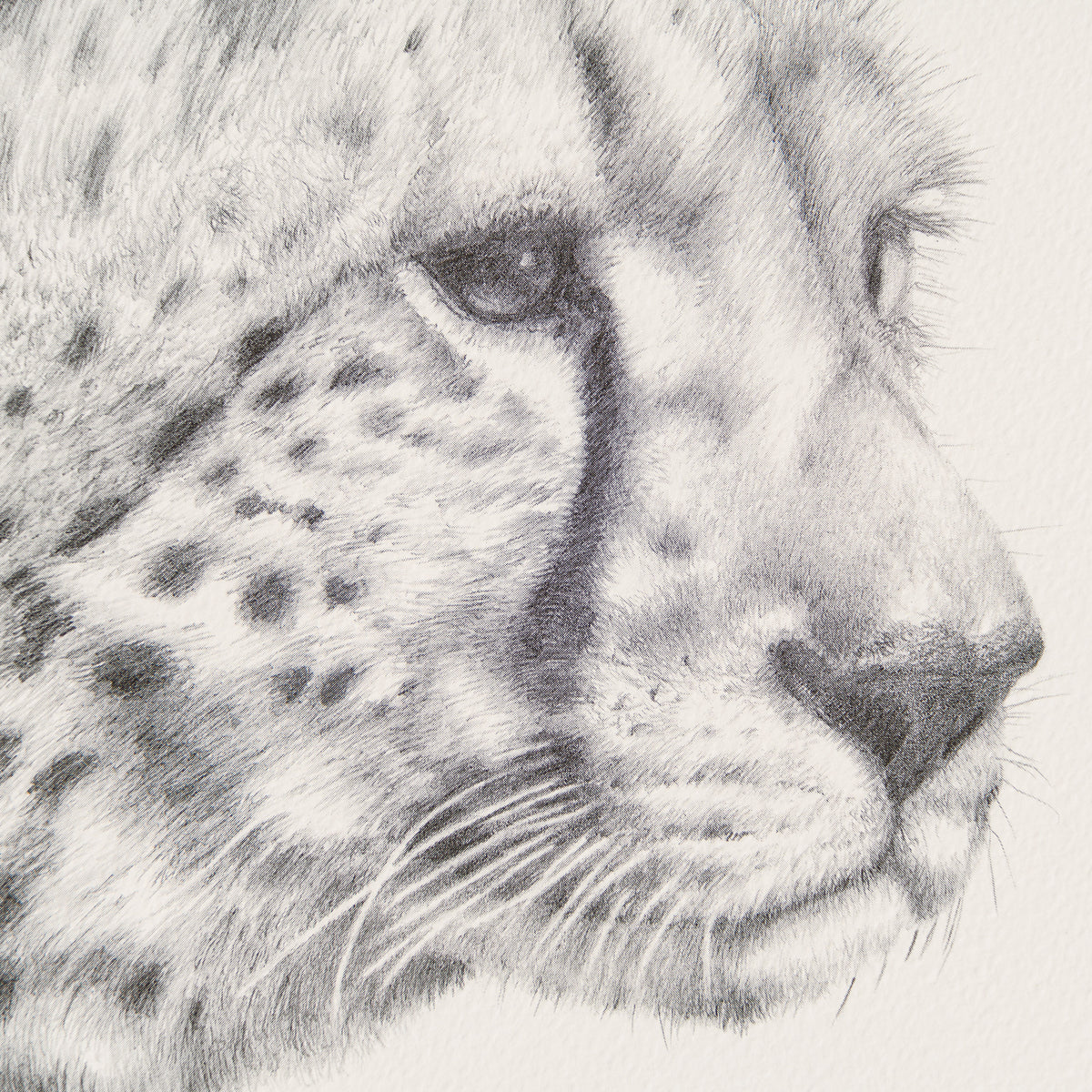 PHI SLE WWL 13594 Mothers Pride   P Hi 2 