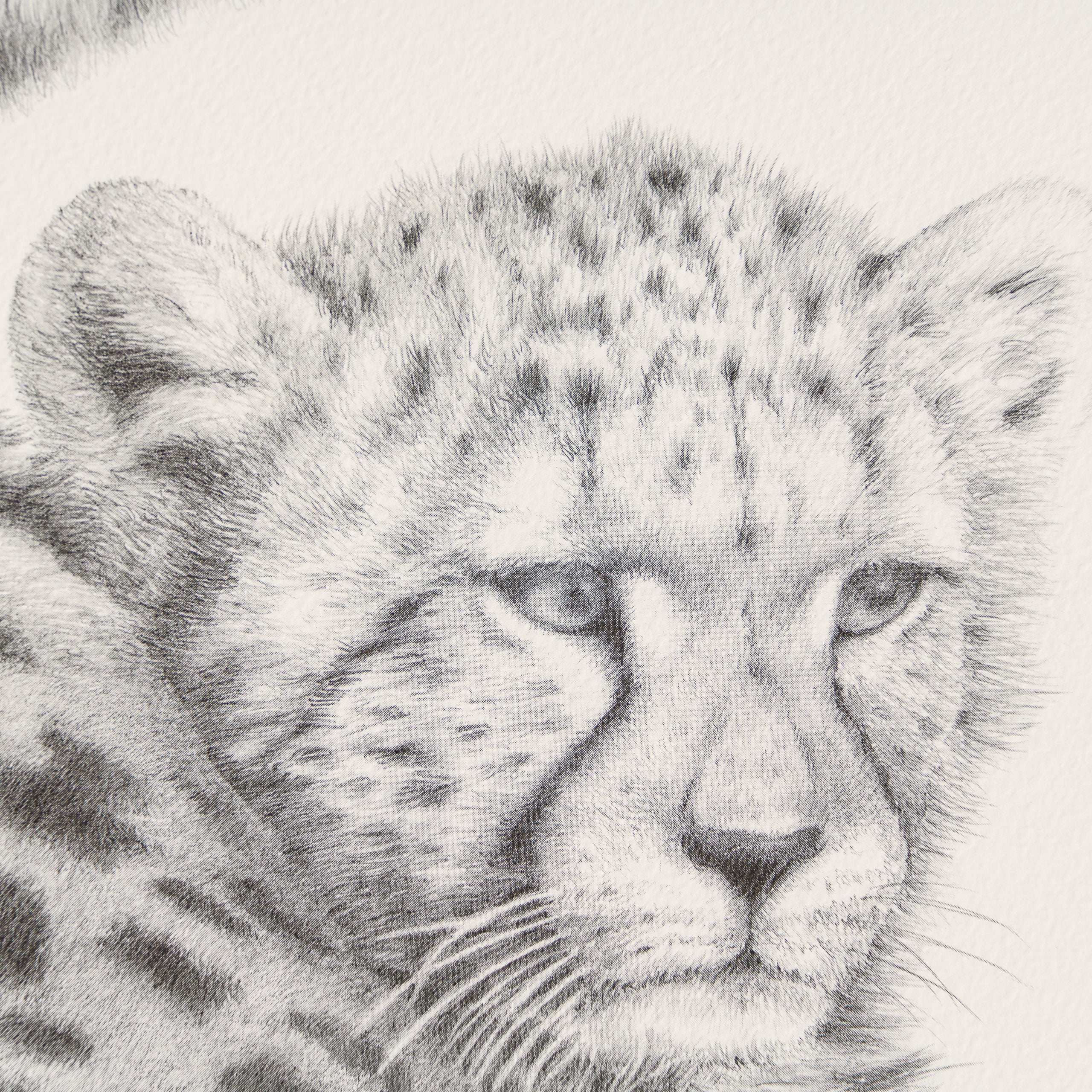 PHI SLE WWL 13594 Mothers Pride   P Hi 3 