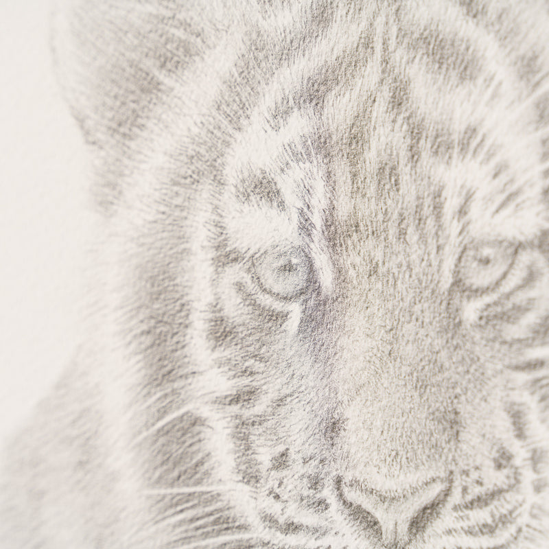 PHI SLE WWL 14747 Tiger Study   P Hild 4 