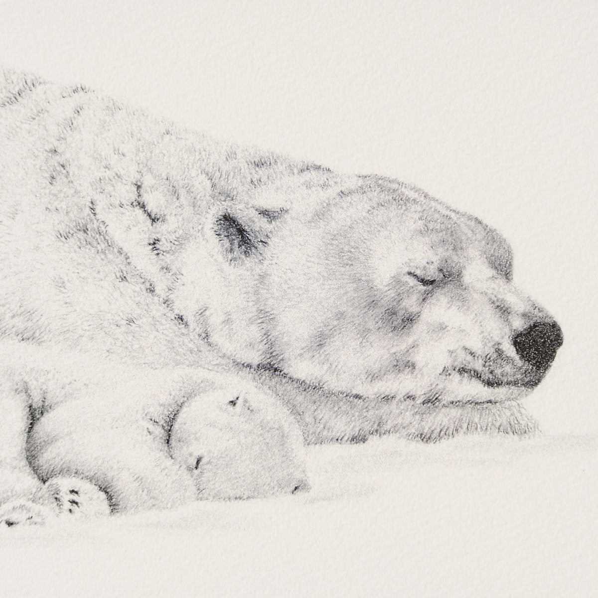 PHI SLE WWL 14970 Forty Winks   P Hild 2 