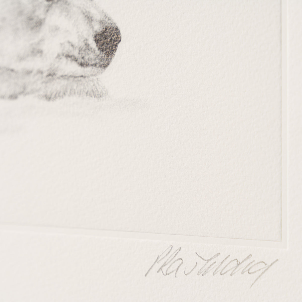 PHI SLE WWL 14970 Forty Winks   P Hild 3 