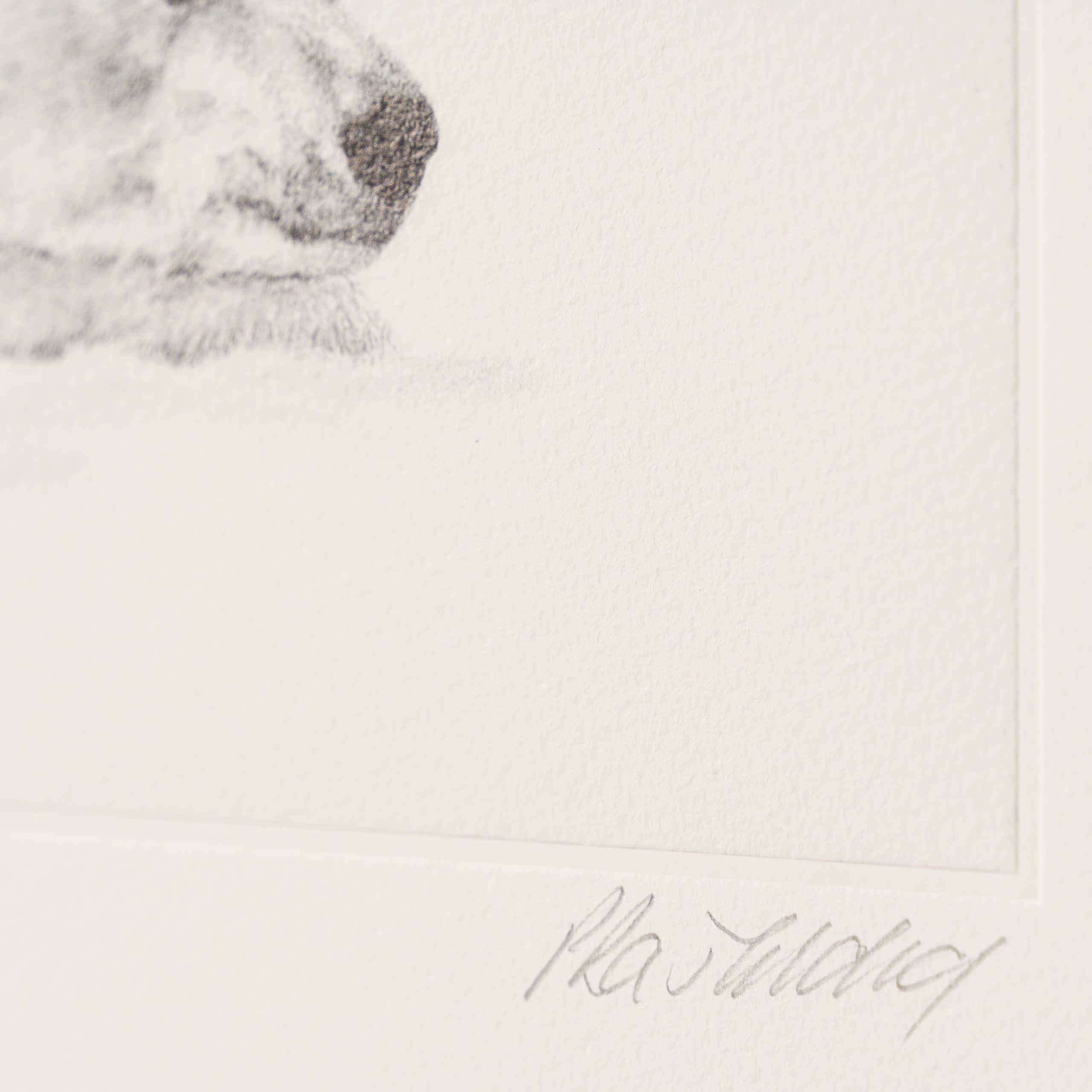 PHI SLE WWL 14970 Forty Winks   P Hild 3 