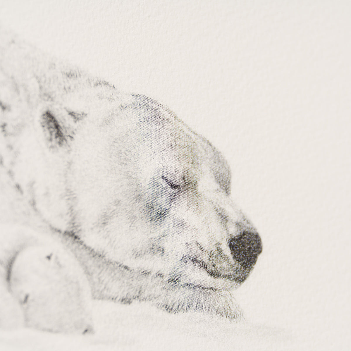 PHI SLE WWL 14970 Forty Winks   P Hild 4 