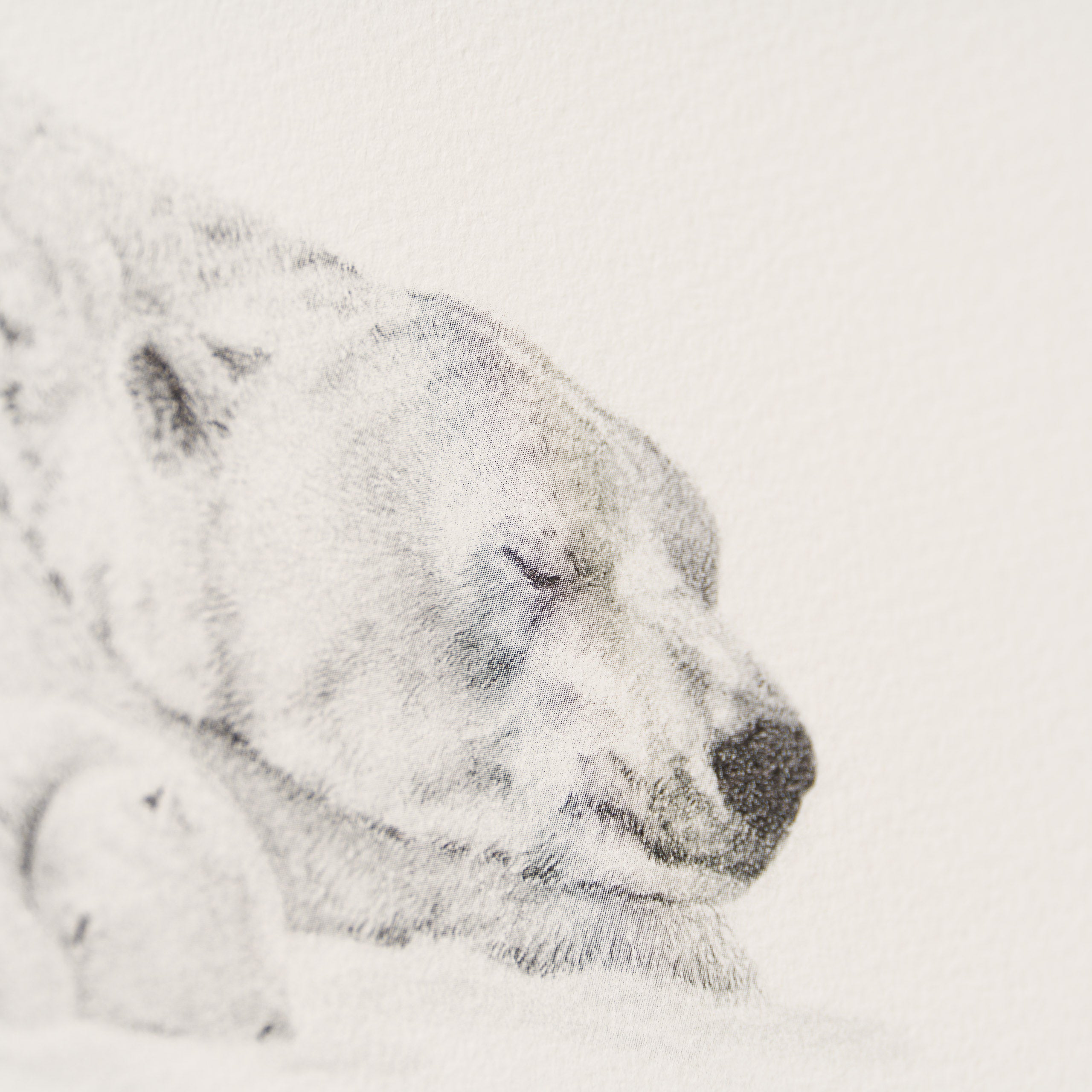 PHI SLE WWL 14970 Forty Winks   P Hild 4 