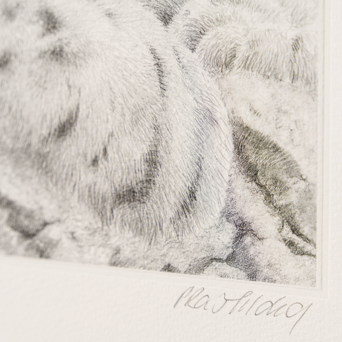 PHI SLE WWL 15879 Mountain Princess 3 