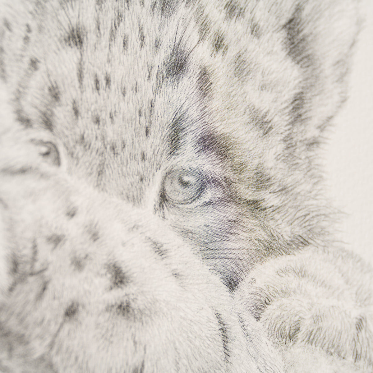 PHI SLE WWL 15879 Mountain Princess 4 