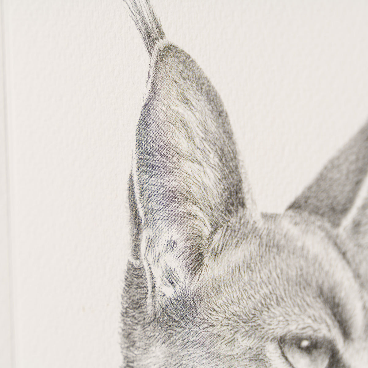 PHI SLE WWL 15880 Caracal Study   P Hi 4 