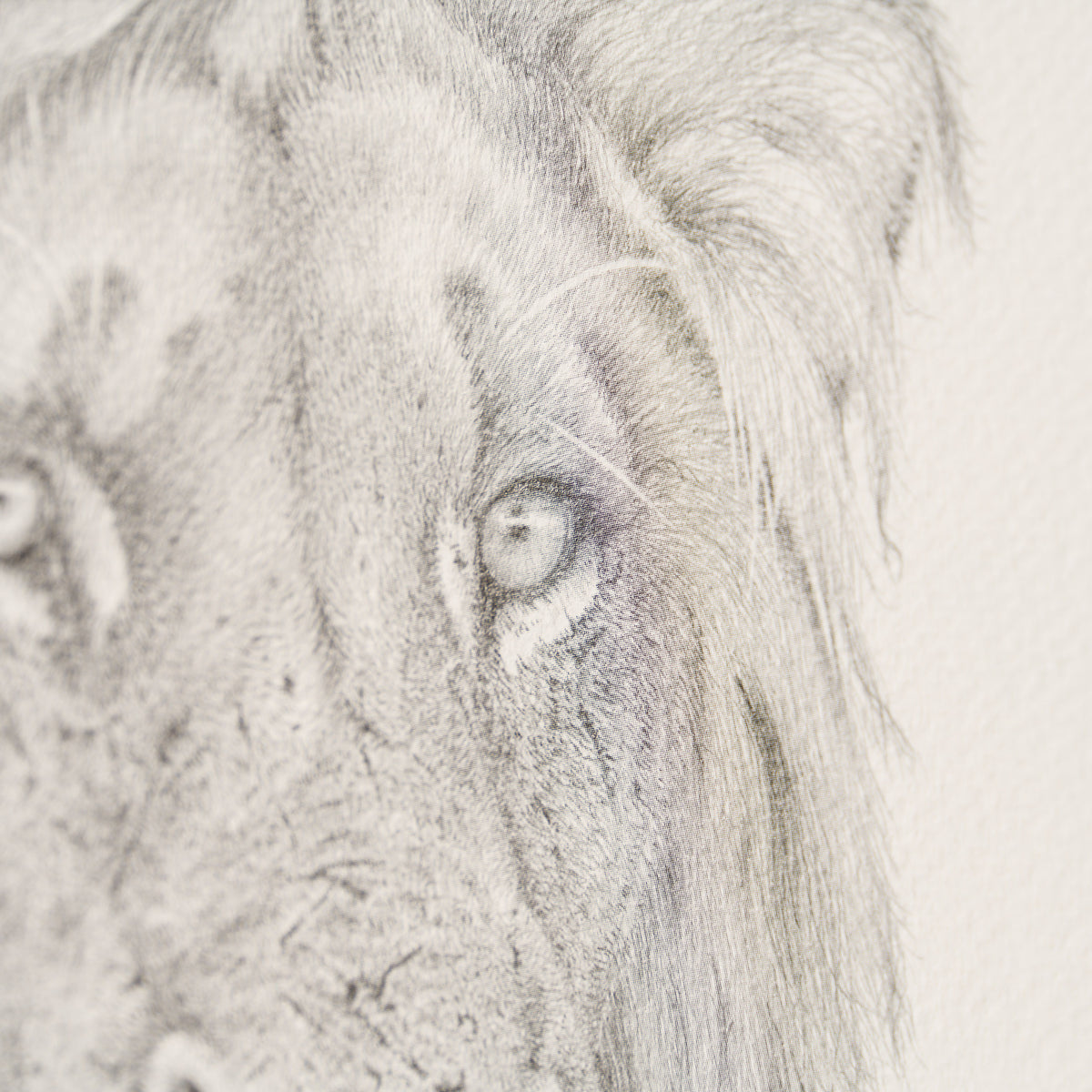 PHI SLE WWL 16494 Okavango Warrior   H 3 