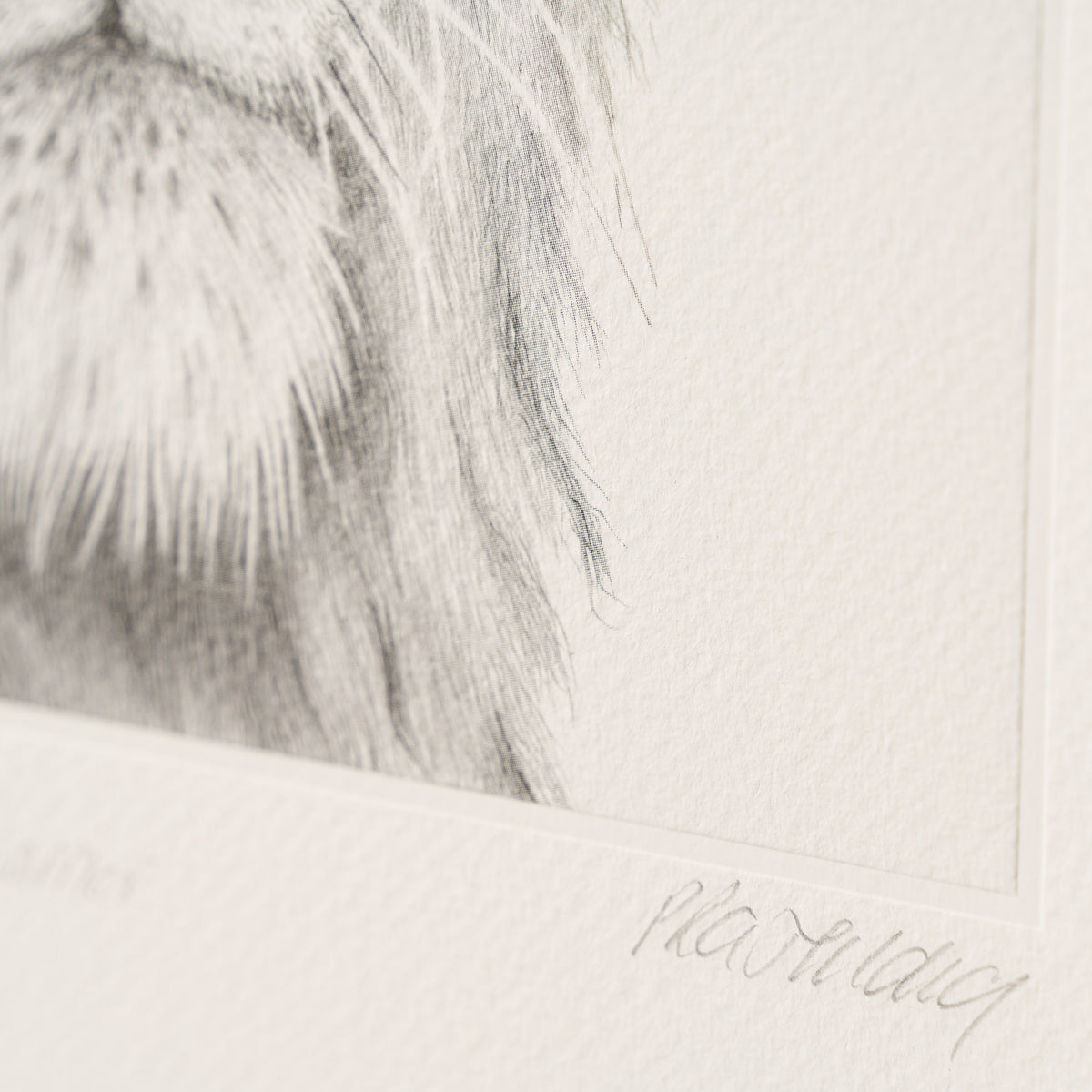 PHI SLE WWL 16494 Okavango Warrior   H 4 