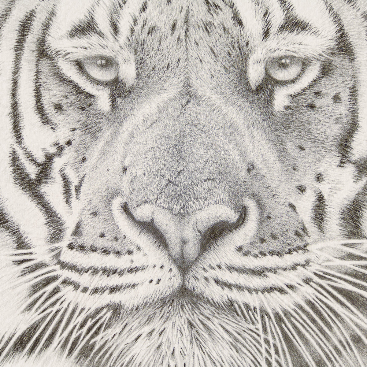 PHI SLE WWL 16495 Prince Bengal   Hild 2 