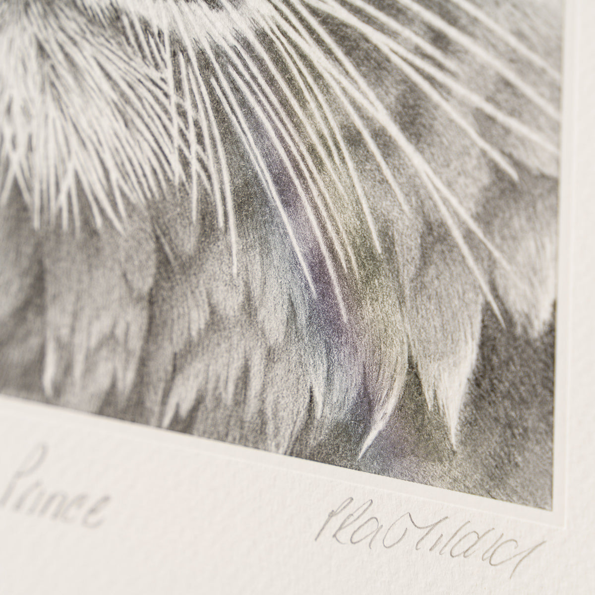 PHI SLE WWL 16495 Prince Bengal   Hild 3 