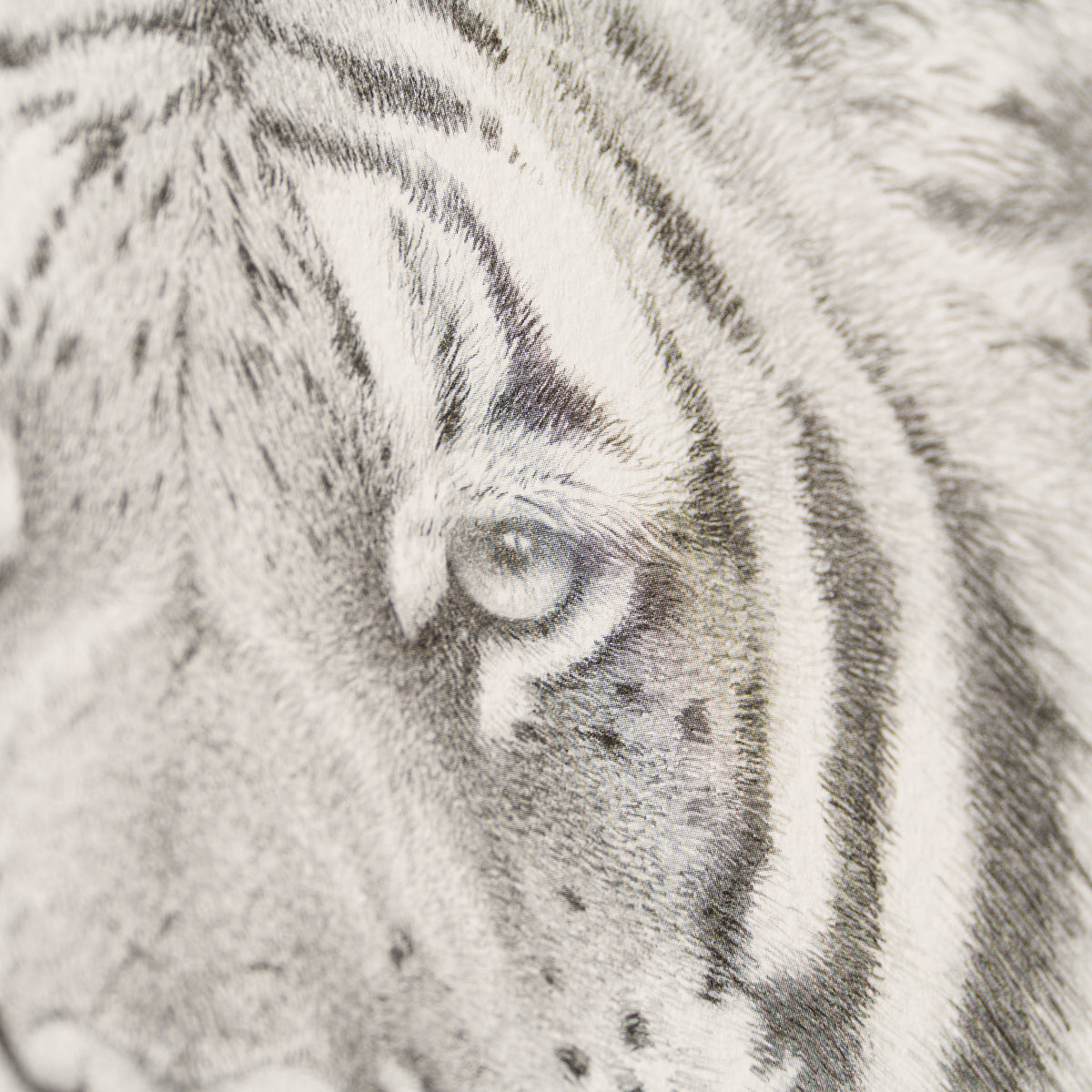 PHI SLE WWL 16495 Prince Bengal   Hild 4 