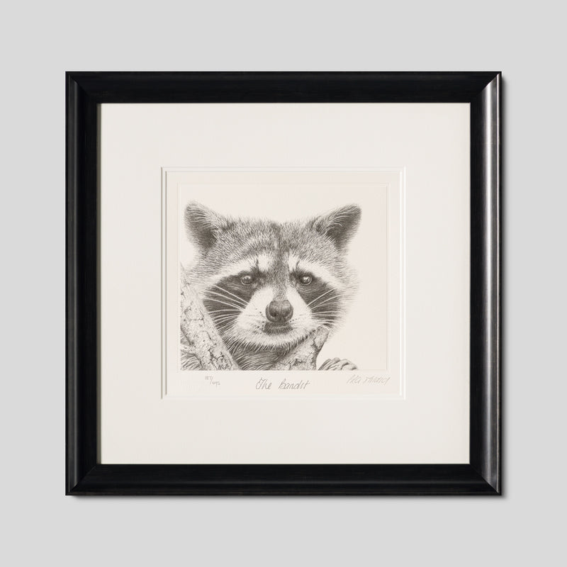 PHI SLE WWL 17917 The Bandit 1 