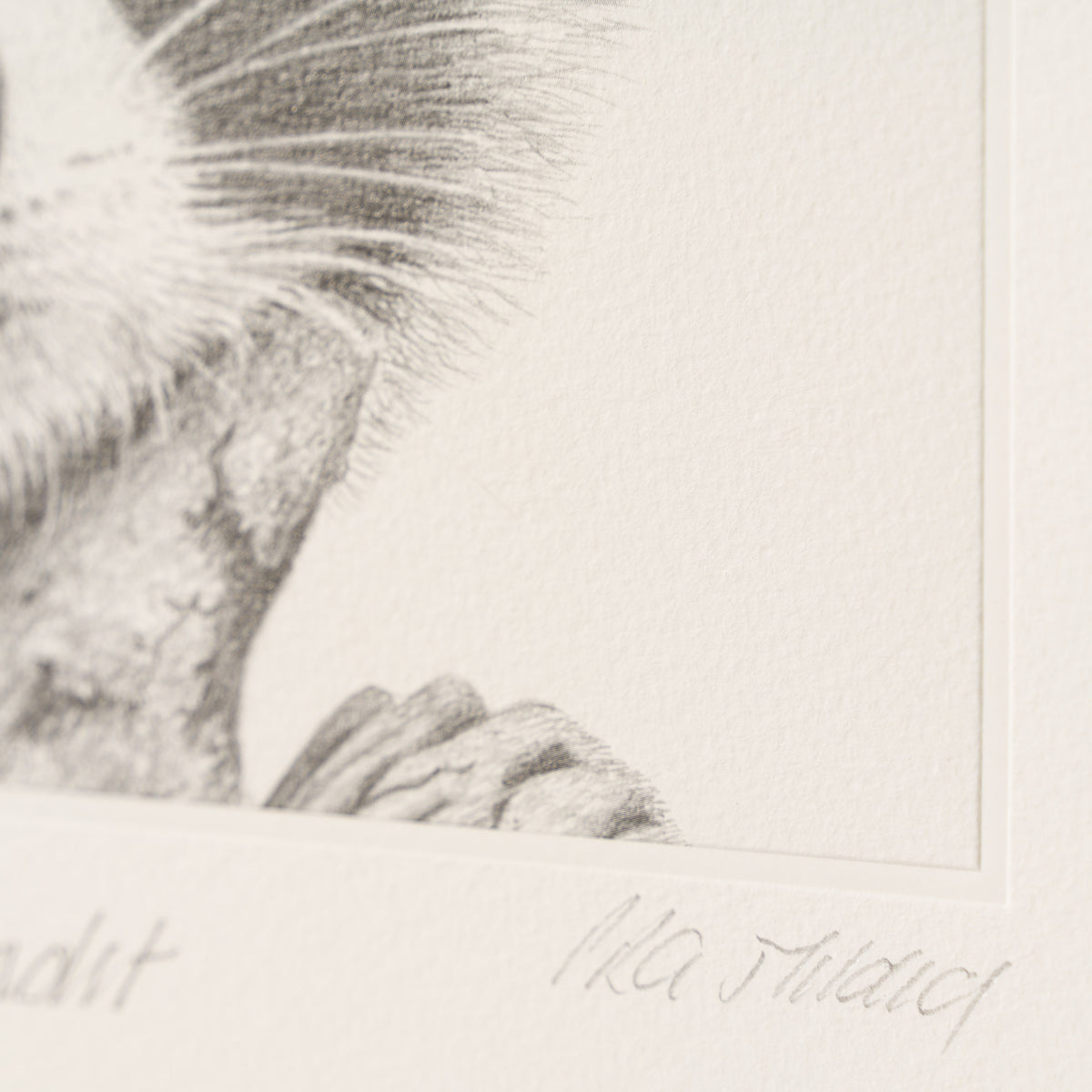 PHI SLE WWL 17917 The Bandit 3 