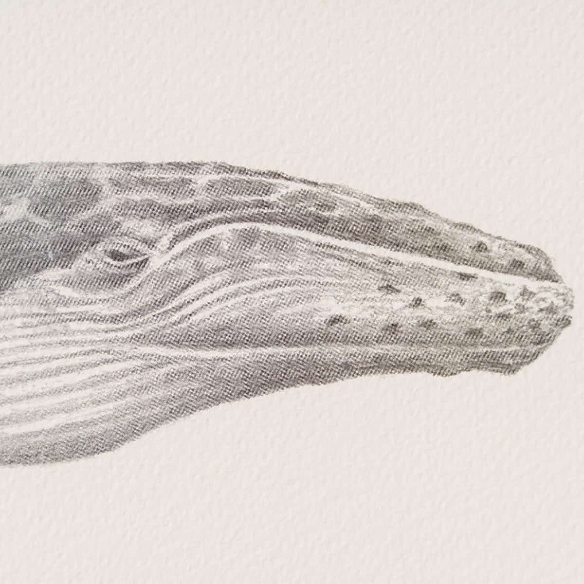 PHI SLE WWL 20804 Tranquility   Hildic 2 