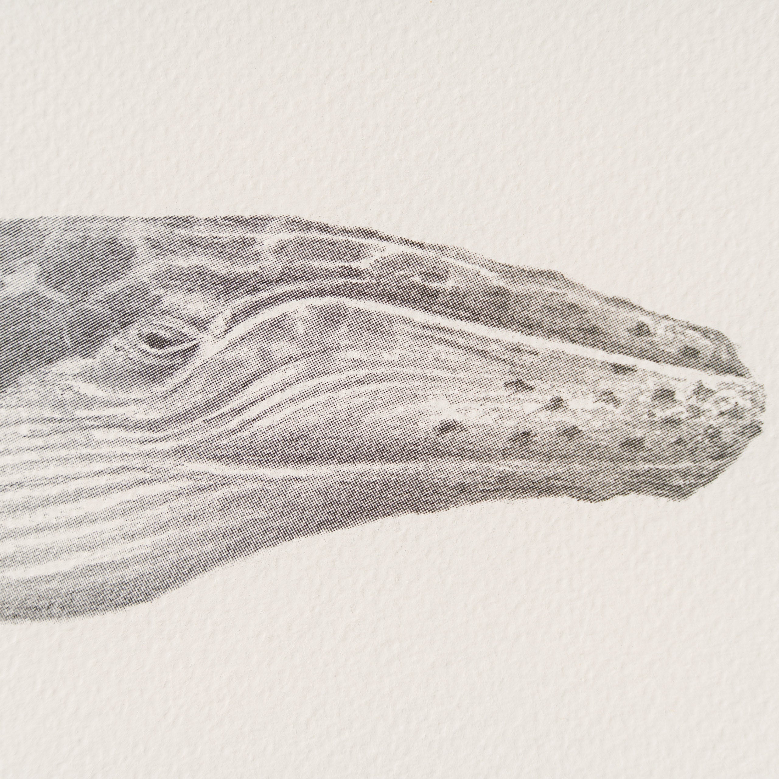 PHI SLE WWL 20804 Tranquility   Hildic 2 