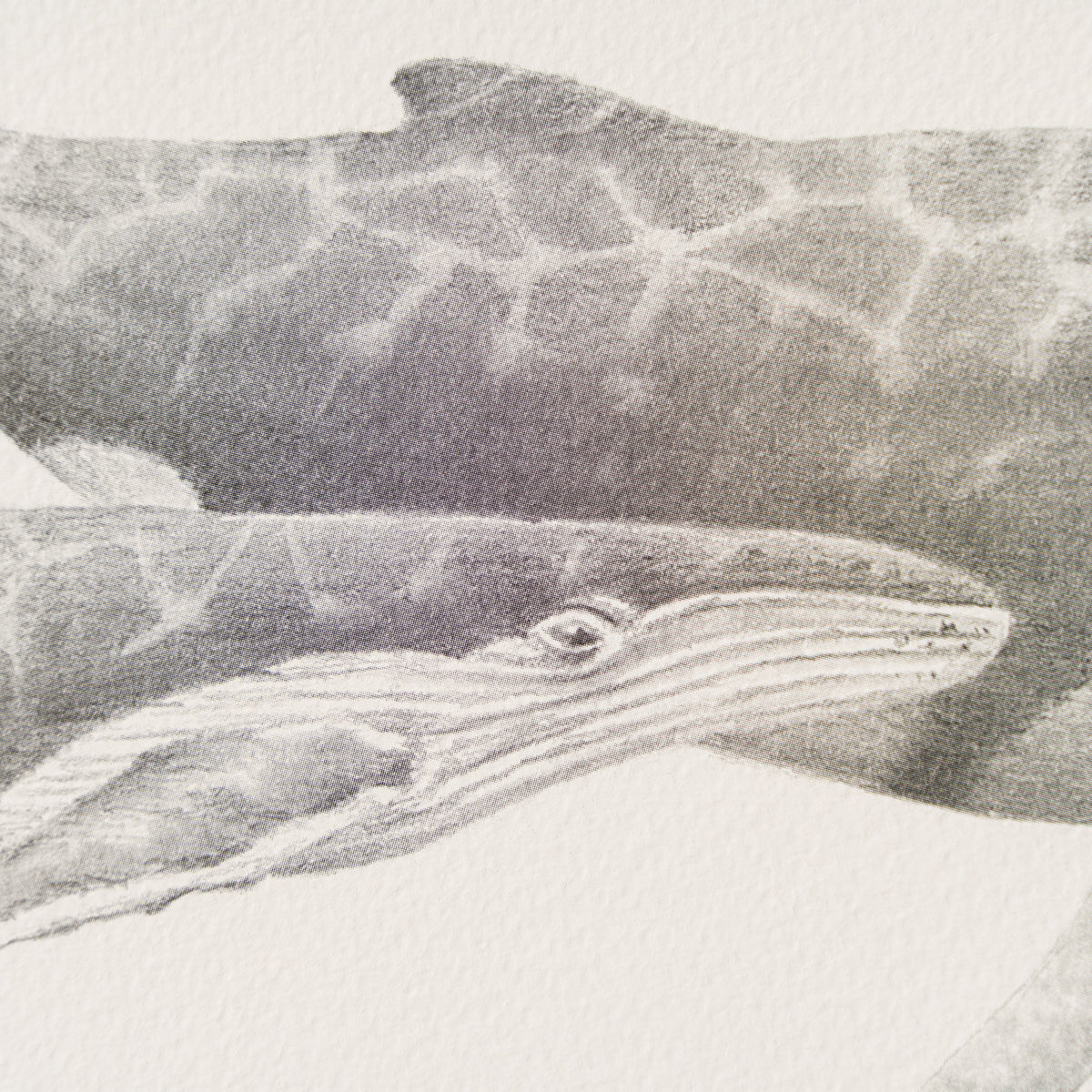 PHI SLE WWL 20804 Tranquility   Hildic 3 