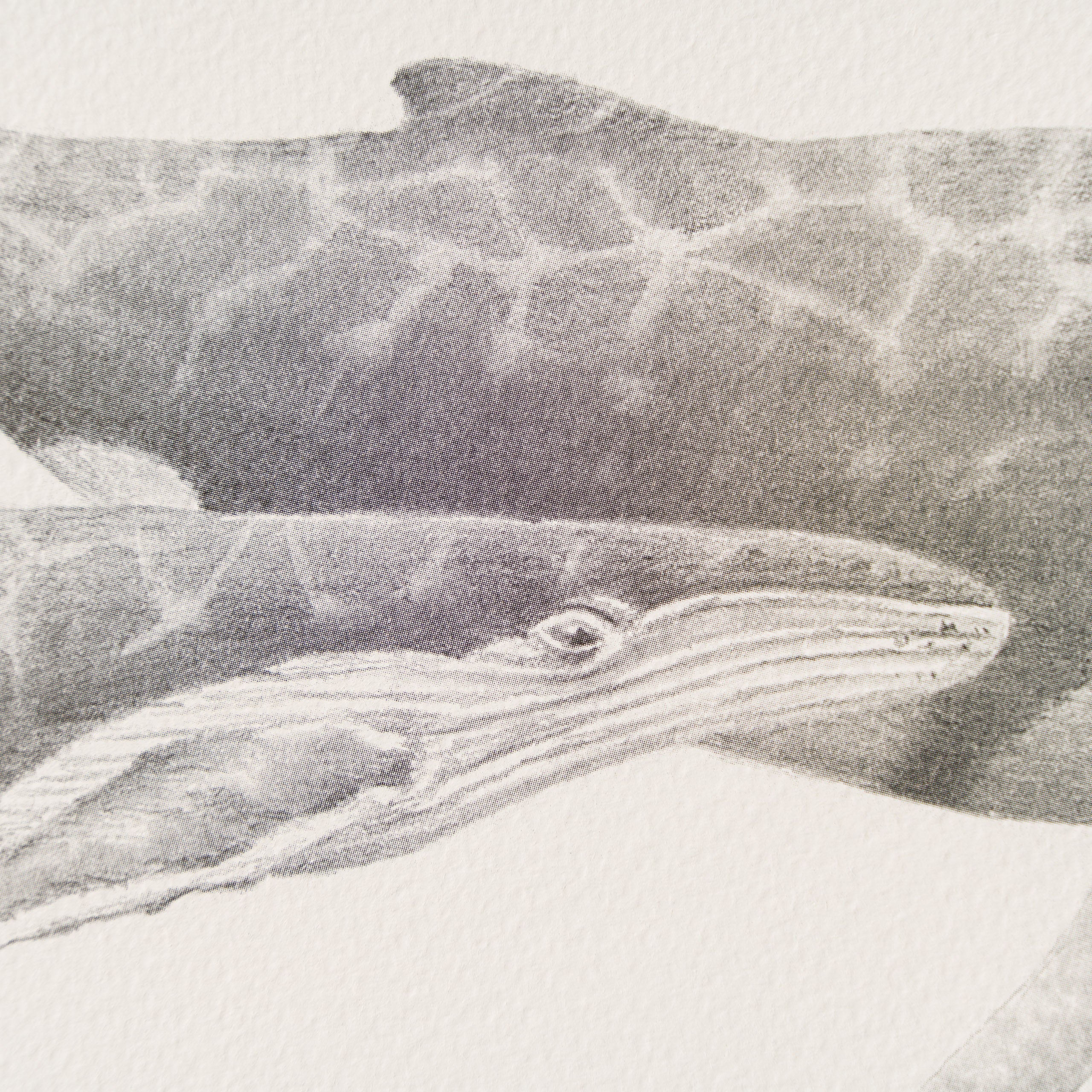 PHI SLE WWL 20804 Tranquility   Hildic 3 