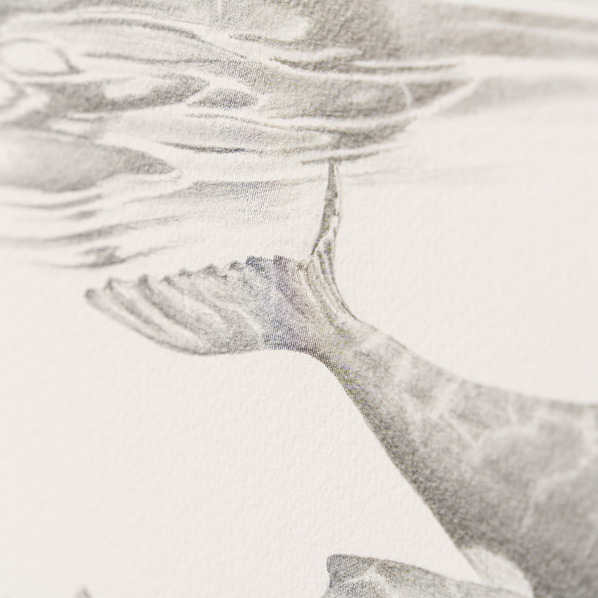 PHI SLE WWL 20804 Tranquility   Hildic 5 