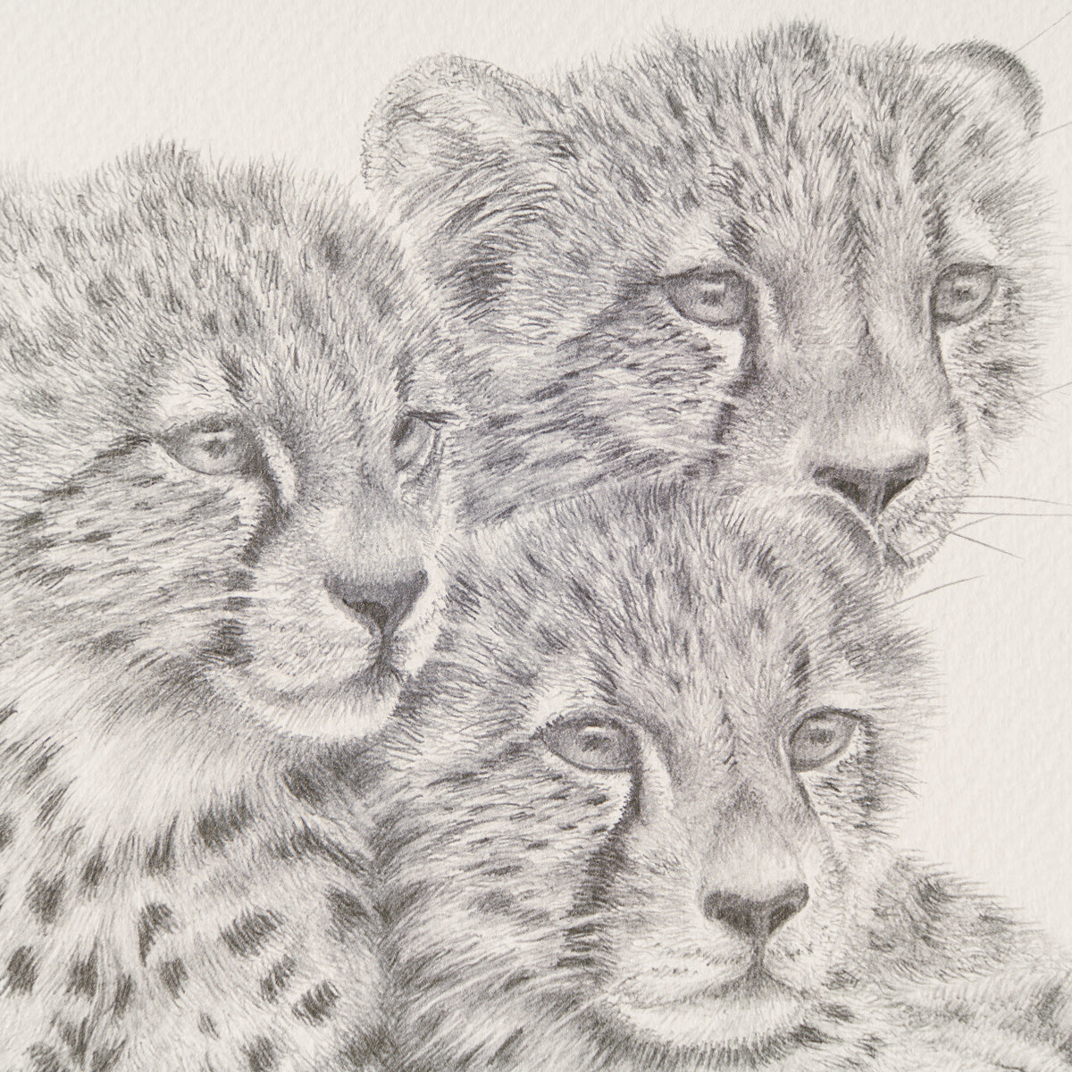 PHI SLE WWL 20805 Looking For Trouble 2 