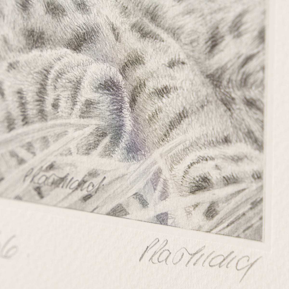 PHI SLE WWL 20805 Looking For Trouble 3 