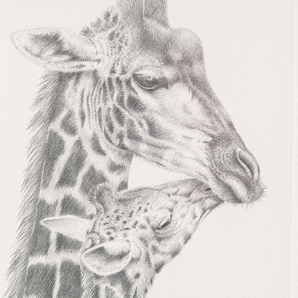 PHI SLE WWL 20888 Inseparable   Hildic 2 