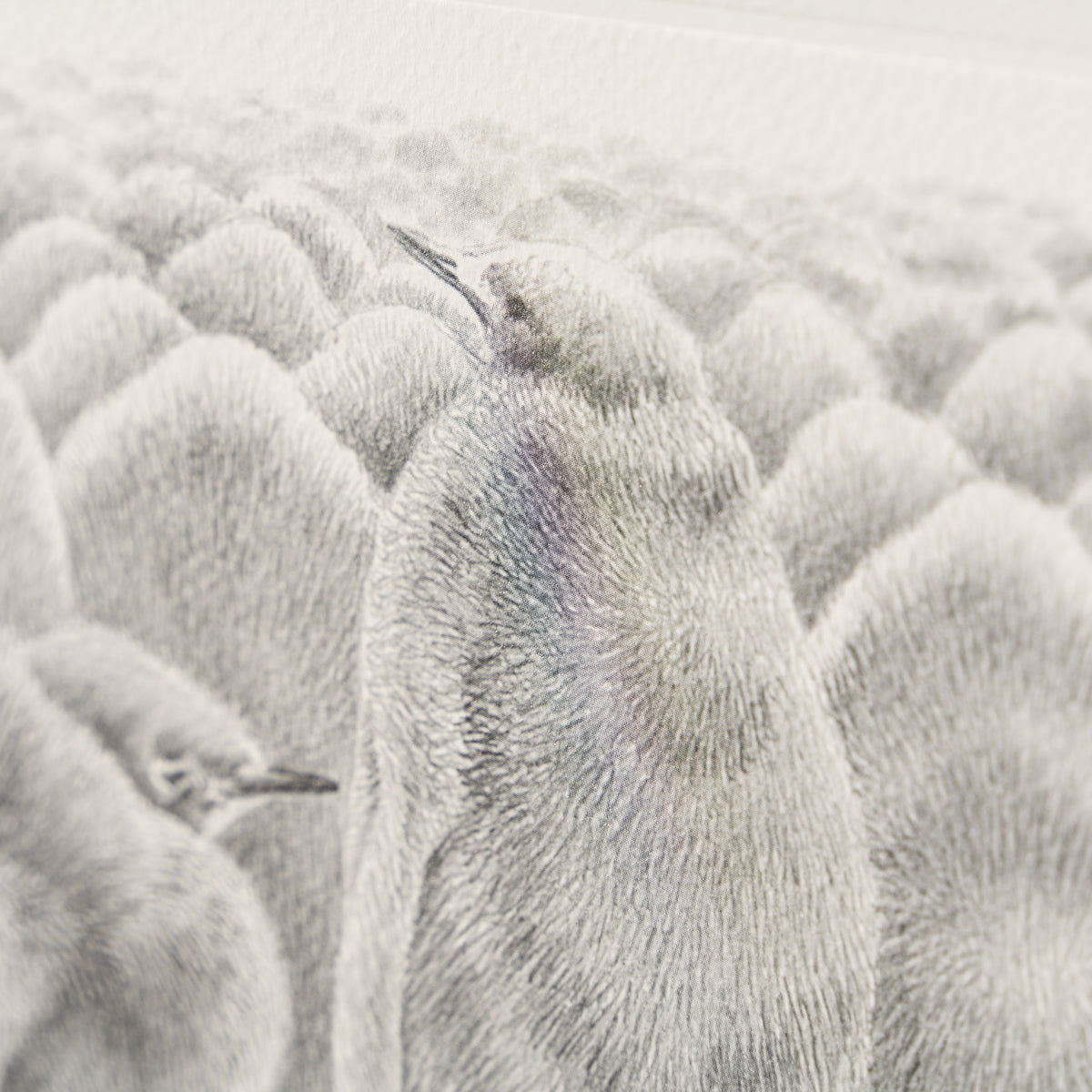 PHI SLE WWL 22168 Billy No Mates   Hil 5 