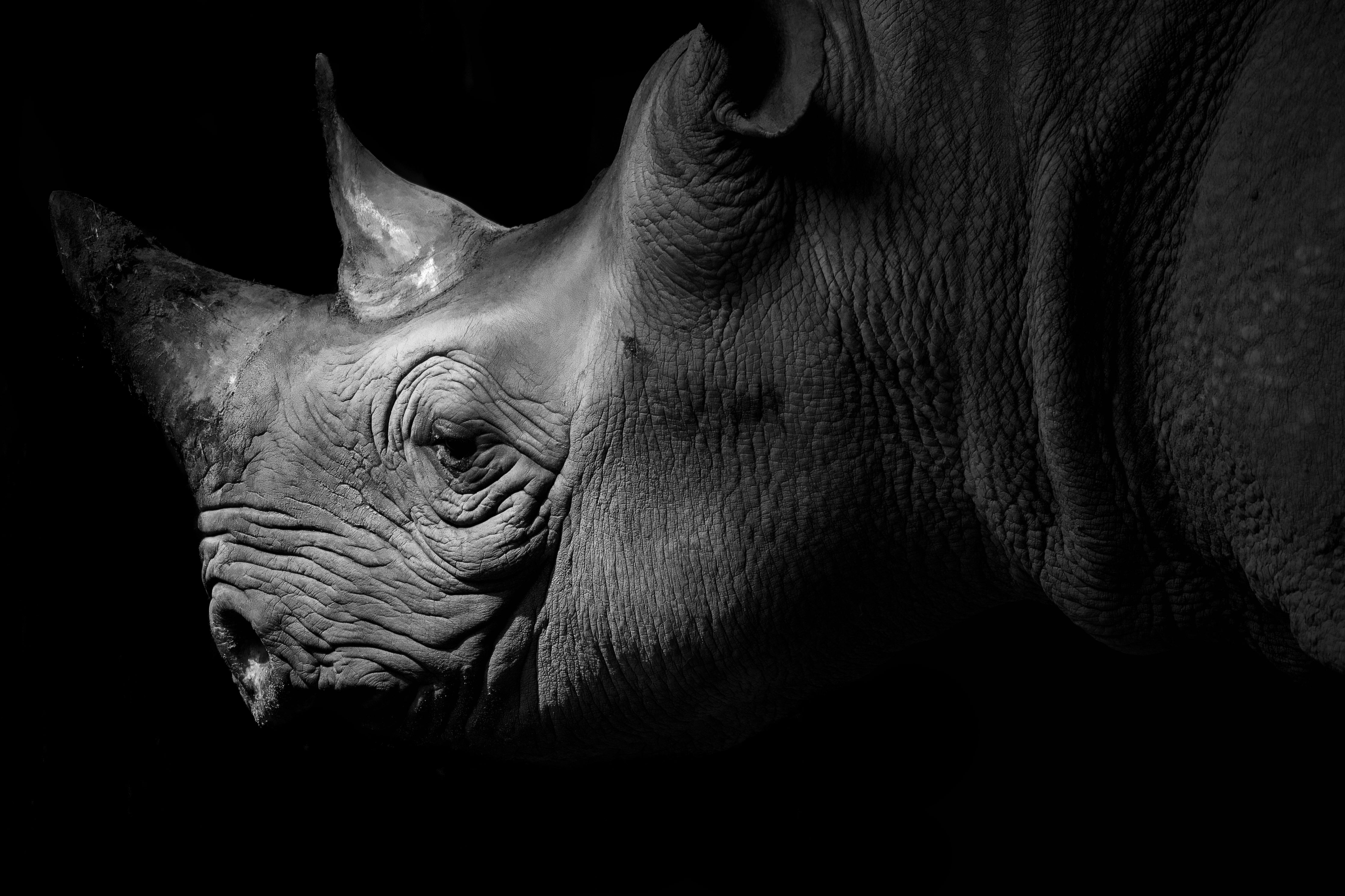 Queen Of The South   Original 