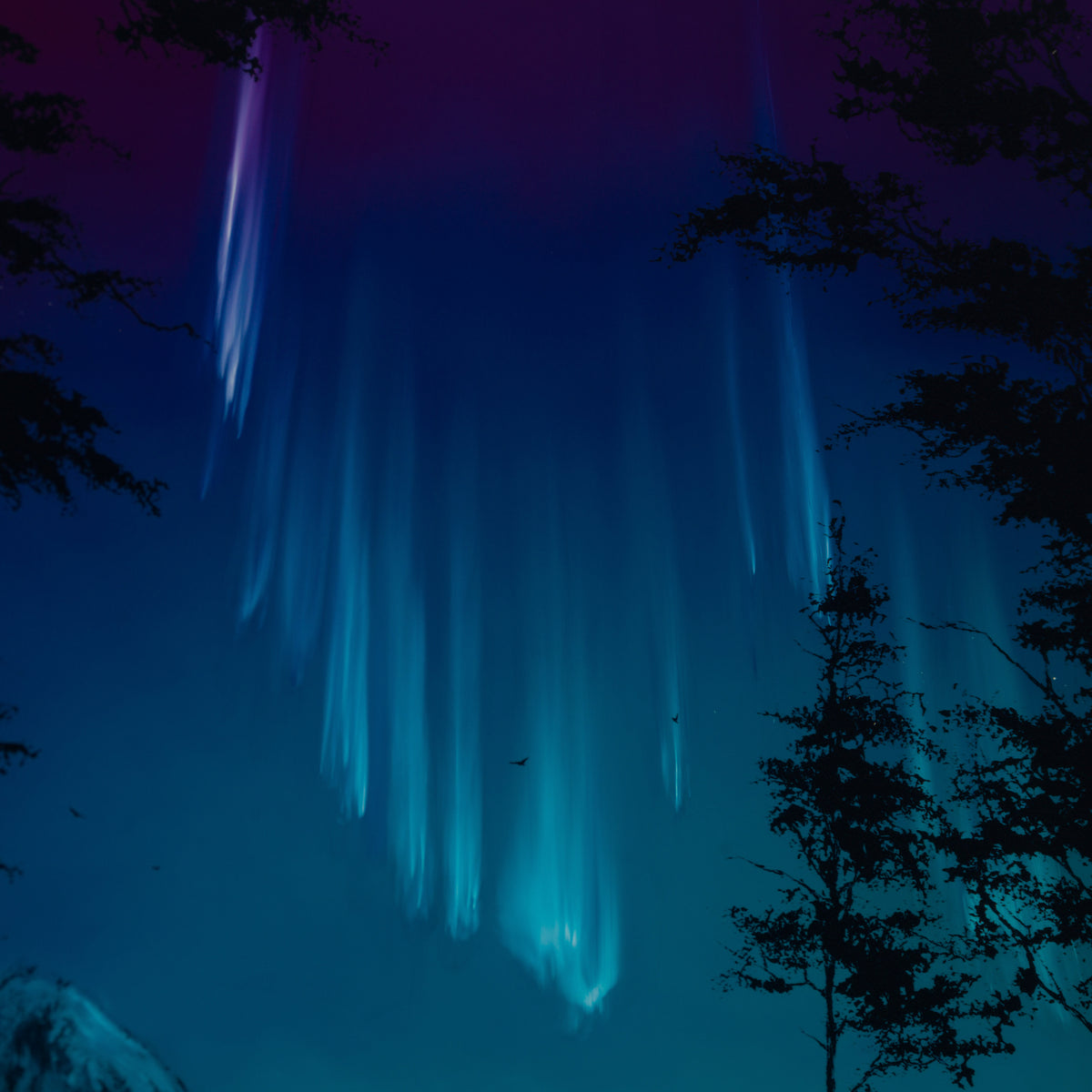 RRO ORI UNI 29782 6 Forever More V 