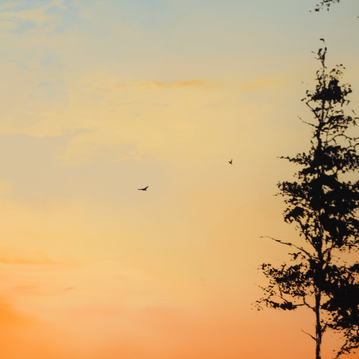 RRO ORI UNI 29784 7 Forever More VII 