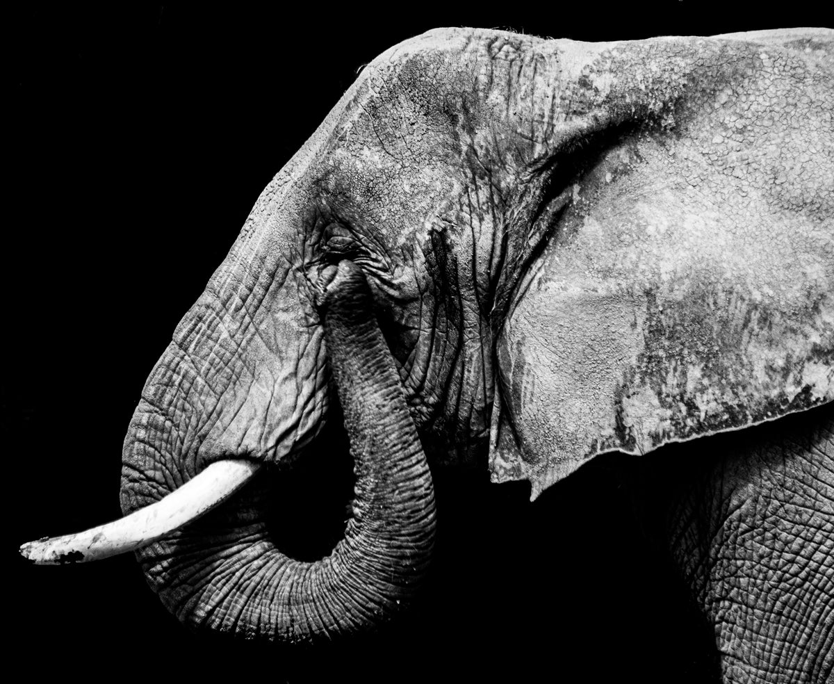 Tears Of The Vanishing   Original 