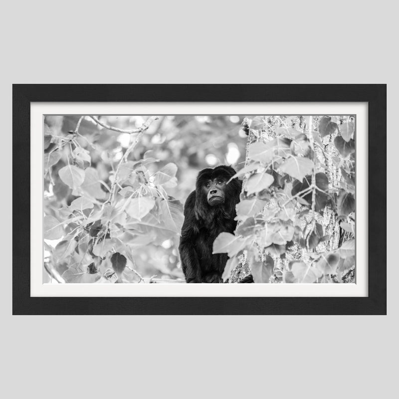 The Forests Are Falling 1 