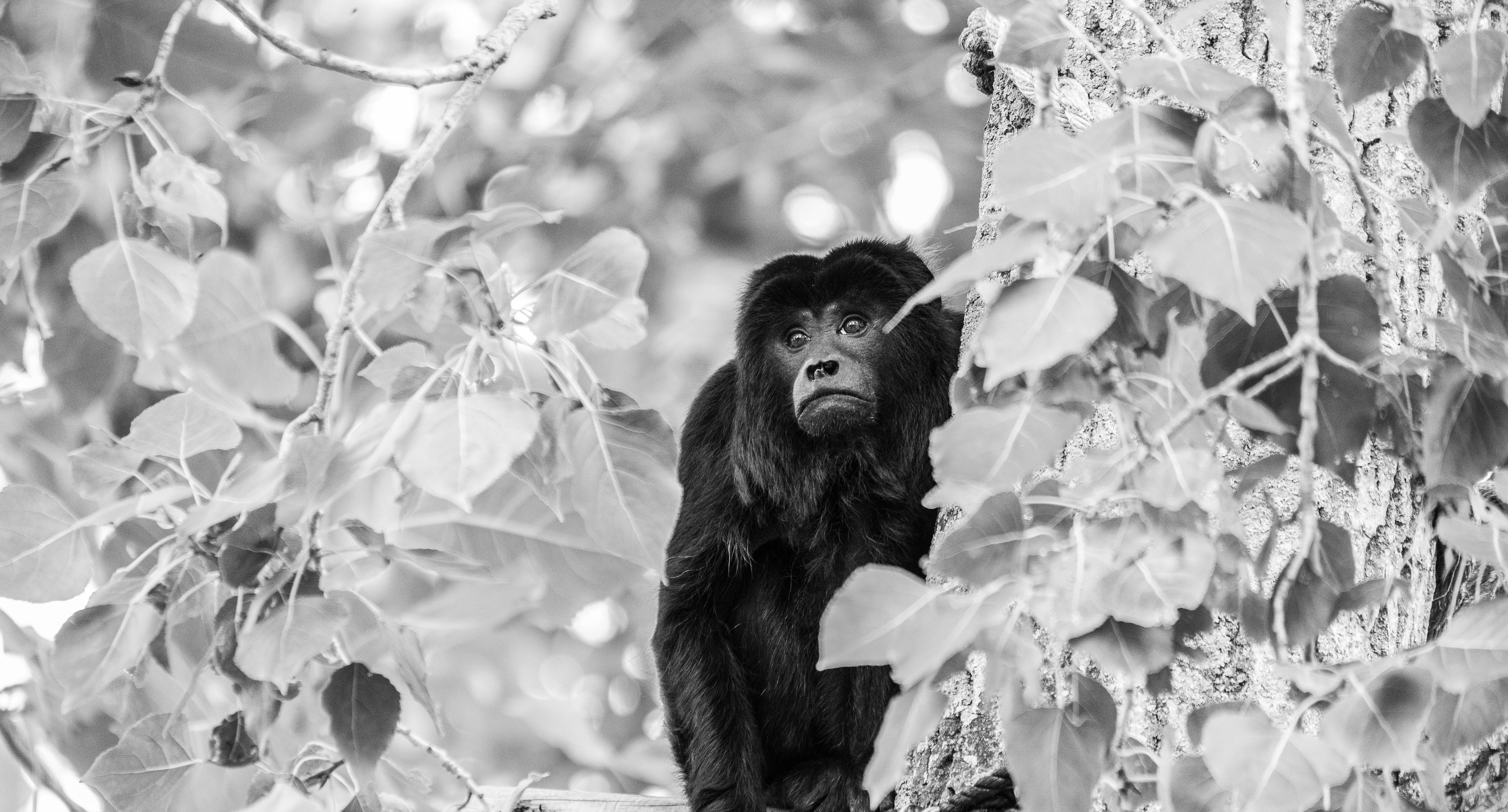 The Forests Are Falling   Original 