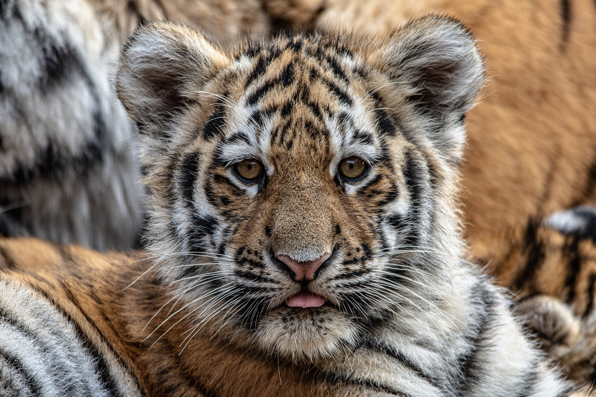 Tiny Tiger   Original 