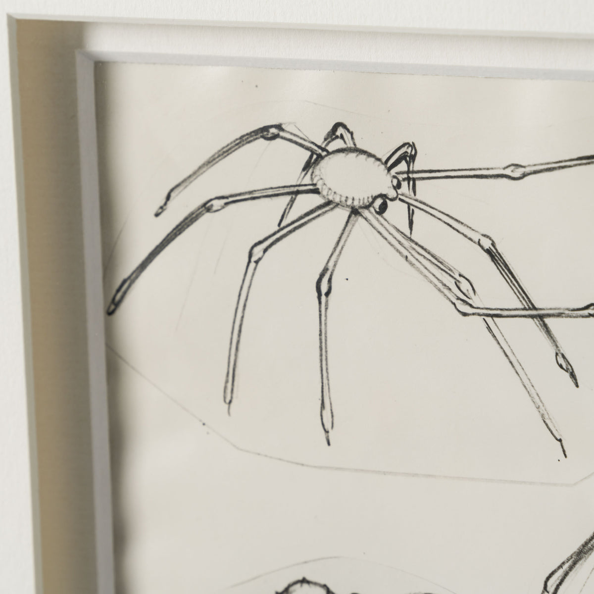 VIN ORI POR 27574 Spider Crab Model Sheet 4 